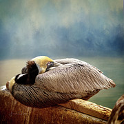 Resting Pelican Digital Art by Linda Lee Hall
