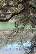 Vertical Reverse Reflections , Napa Photograph by Bonnie Colgan Vertical Reverse Reflections , Napa Photograph by Bonnie Colgan