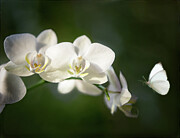 Rhapsody in White Photograph by Louise Lindsay Rhapsody in White Photograph by Louise Lindsay