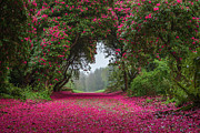 Rhododendron Bloom, Kilmacurragh, Co Wicklow Photograph by Adrian Hendroff