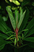 Rhododendron Spring Green 2 Photograph by Raymond Salani III Rhododendron Spring Green 2 Photograph by Raymond Salani III