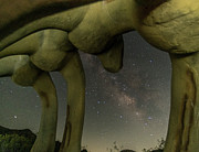 Ribs Photograph by Daniel Hayes