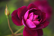 Rich Pink Rose Photograph by Joy Watson