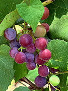 Ripening Red Grapes Photograph by Jill Love
