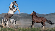 Rising Pinto. Photograph by Paul Martin