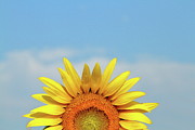 Rising Sun Photograph by Lens Art Photography By Larry Trager