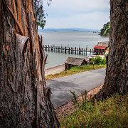Road to China Camp Village Photograph by Donald Kinney