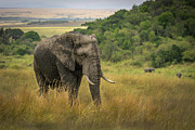 Roaming the Savannas Photograph by Laura Hedien