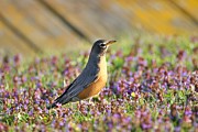 Robin in a bed of purple flowers Photograph by Yvonne M Smith