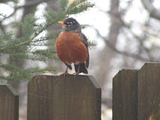 Robin Photograph by Jam Art