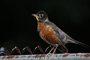 Robin On Rusty A Fence Photograph by Demetrai Johnson