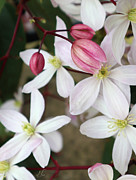 Rock Soapwort  Photograph by D Lee