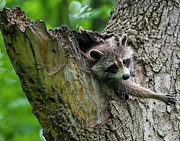 Rocky Raccoon Photograph by Regina Muscarella Rocky Raccoon Photograph by Regina Muscarella