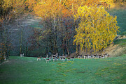 European fallow deer in South Moravia 1 Photograph by Dubi Roman