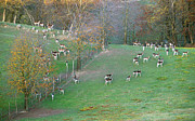 European fallow deer in South Moravia 2 Photograph by Dubi Roman