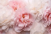 Romantic banner, delicate white peonies flowers close-up. Fragrant pink petals Painting by N Akkash