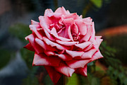 Romantic Flower Photograph by Soraya D'Apuzzo Romantic Flower Photograph by Soraya D'Apuzzo