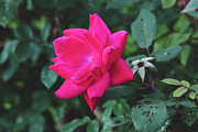 Romantic Pink Rose in Full Bloom Photograph by Bentley Davis Romantic Pink Rose in Full Bloom Photograph by Bentley Davis