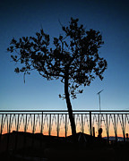 Rooftop Tree Sunset Photograph by Steven Nelson Rooftop Tree Sunset Photograph by Steven Nelson