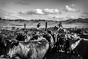 Roping Calves for Branding Photograph by Carla E