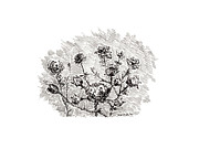 Rosa x 2023 Drawing by Joseph A Langley