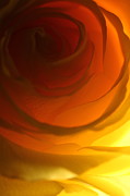 Rose 2321 Photograph by Julie Powell