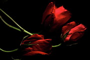 Rose 8809 Photograph by Julie Powell