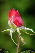 Rose Bud Photograph by Linda Triplett Rose Bud Photograph by Linda Triplett