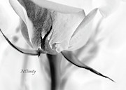 Rose Sepal BW Photograph by Natalie Dowty Rose Sepal BW Photograph by Natalie Dowty