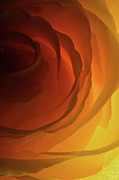 Rose Yellow 2295 Photograph by Julie Powell