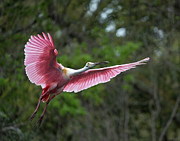 Roseate Flight Photograph by Jim Miller