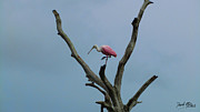 Roseate Spoonbill Photograph by David McKinney Roseate Spoonbill Photograph by David McKinney