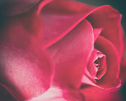 Rosebud 3 Photograph by Ryan Weddle