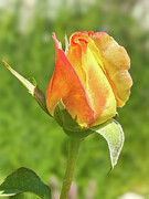 Rosebud Photograph by Leslie Brashear