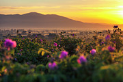 Roses Valley Photograph by Evgeni Dinev