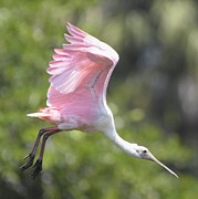 Roseate Spoonbill In Flight Photograph by David McKinney Roseate Spoonbill In Flight Photograph by David McKinney