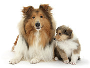 Rough mother and baby Photograph by Warren Photographic