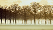 Row trees in a low-hanging mist Photograph by Nick Biemans