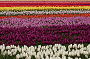 Rows and Rows Photograph by Ana V Ramirez Rows and Rows Photograph by Ana V Ramirez