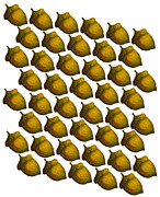 Rows of Acorns Photograph by Iris Richardson