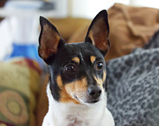 Ruby the Rat Terrier Photograph by Loyd Towe Photography