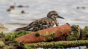 Ruddy Turnstone Hiding at La Caleta Beach Cadiz Andalusia Photograph by Sapiens Verbum Ruddy Turnstone Hiding at La Caleta Beach Cadiz Andalusia Photograph by Sapiens Verbum