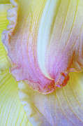 Ruffles of Lily Photograph by Kathi Mirto