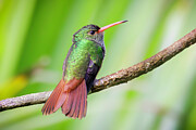 Rufous-tailed Hummingbird Photograph by Adam Rainoff