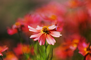 Rum Punch Plant Coreopsis Photograph by Joy Watson Rum Punch Plant Coreopsis Photograph by Joy Watson