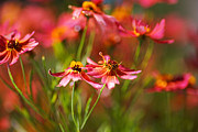 Rum Punch Plant Coreopsis Warmth Photograph by Joy Watson