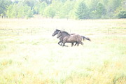 Running Horses Photograph by Brook Burling