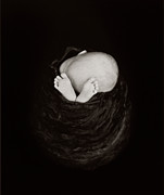 Ryan in Black Silk Photograph by Anne Geddes