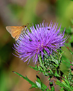 Sachem Skipper DIN0358 Photograph by Gerry Gantt Sachem Skipper DIN0358 Photograph by Gerry Gantt