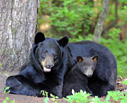 Safe and Sound Photograph by Rick Kratz
